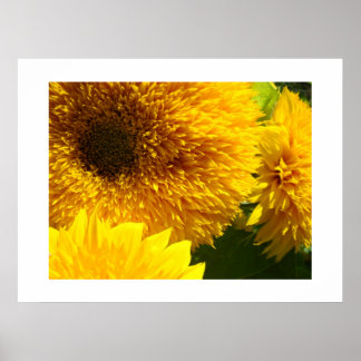 Gula solrosor Botaniska konsttryck Blommor Poster