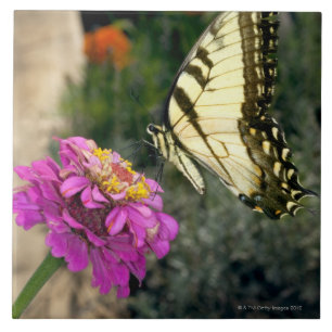 Gula swallowtailfjärilsperches på en zinnia kakelplatta