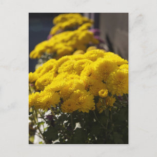 Gula tagetes blommor badar i solljus vykort