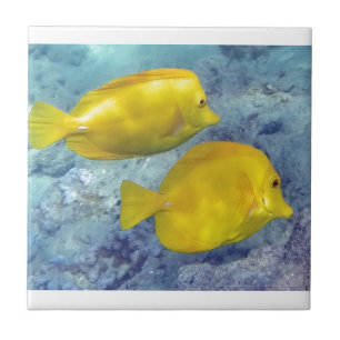 Gula Tangs Kakelplatta