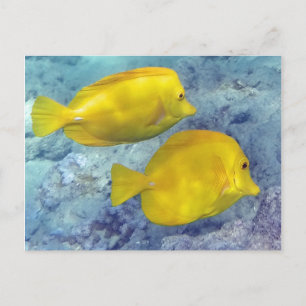 Gula Tangs Vykort