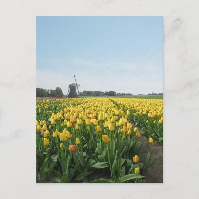 Gula tulipanblommor fält & väderkvarn Holland Vykort (Framsida)