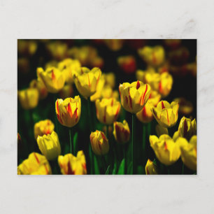 Gula tulpanblommor vykort