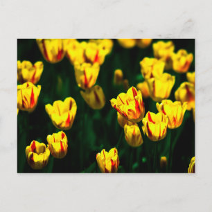 Gula tulpanblommor vykort