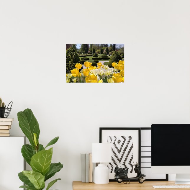 Gula tulpaner från Arboretum Volcji Potok Slovenie Poster (Hemmakontoret)