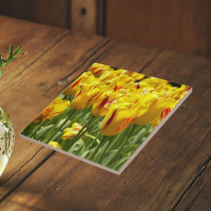 Gula tulpaner med röda ränder Blommig Kakelplatta
