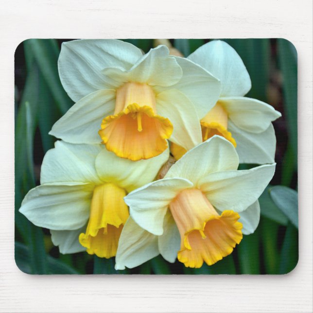 Gula vårnarcisser musmatta (Framsidan)