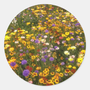 Gula vildblommablommor runt klistermärke