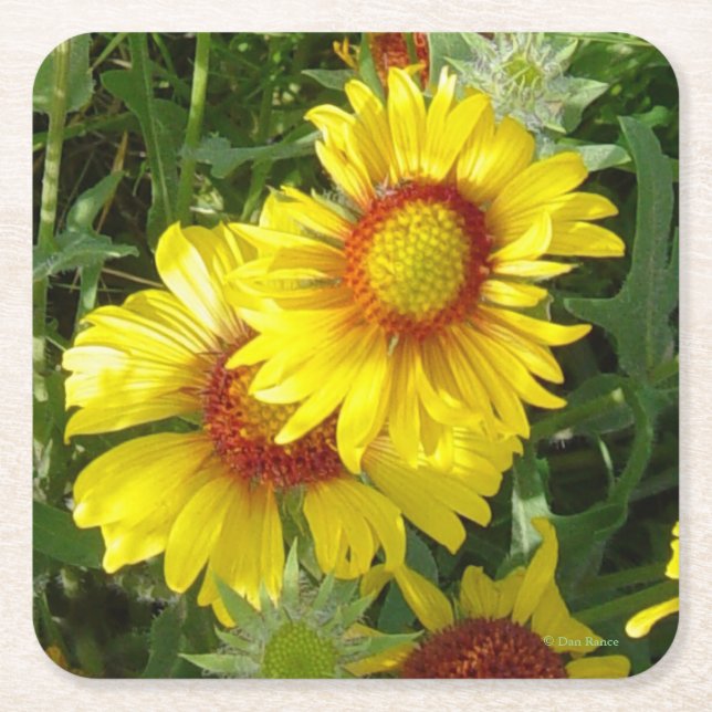 Gula vildblommor F6  Underlägg Papper Kvadrat (Framsidan)
