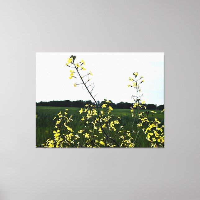 Gula vildblommor i öppet fält canvastryck (Framsida)