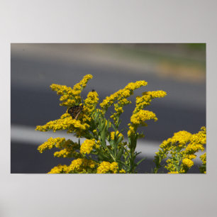 Gula vildblommor med fjärilsaffisch poster