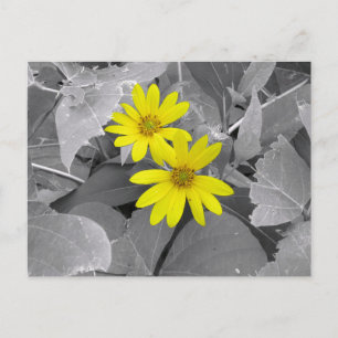 Gula Vildblommor Naturfotografi Vykort