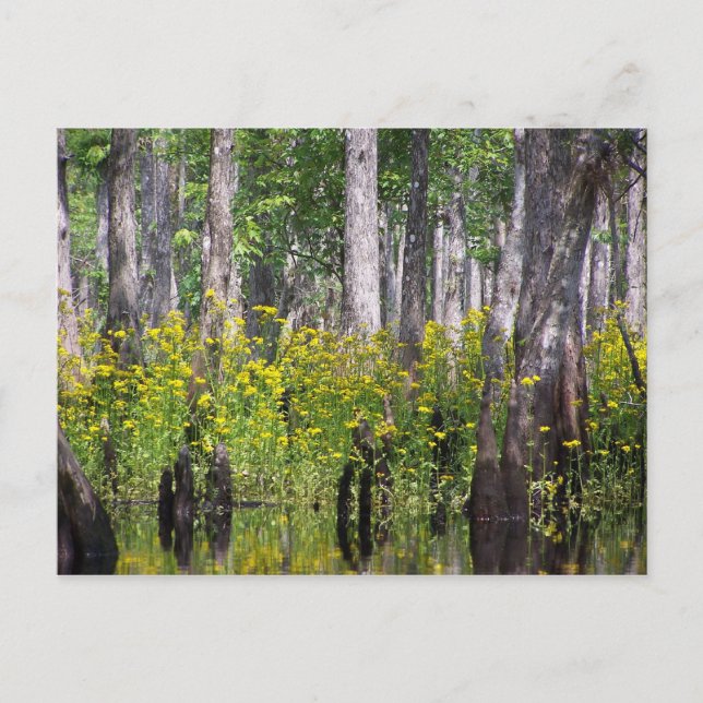 Gula vykort (Framsida)