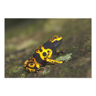 Gulbandad giftskogsfrö (Dendrobates) Fototryck