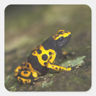 Gulbandad giftskogsfrö Dendrobates Fyrkantigt Klistermärke
