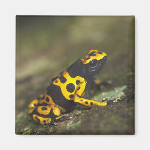 Gulbandad giftskogsfrö Dendrobates Magnet