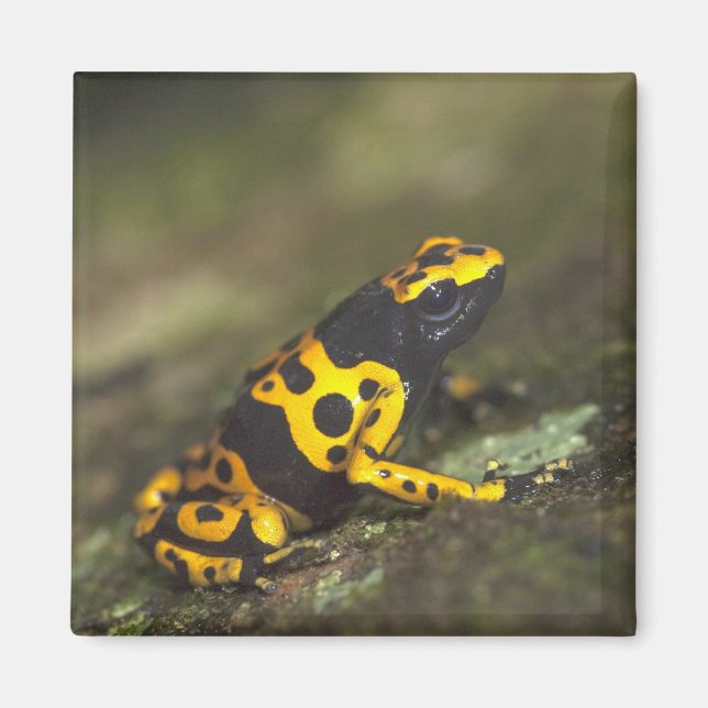 Gulbandad giftskogsfrö Dendrobates Magnet (Framsidan)