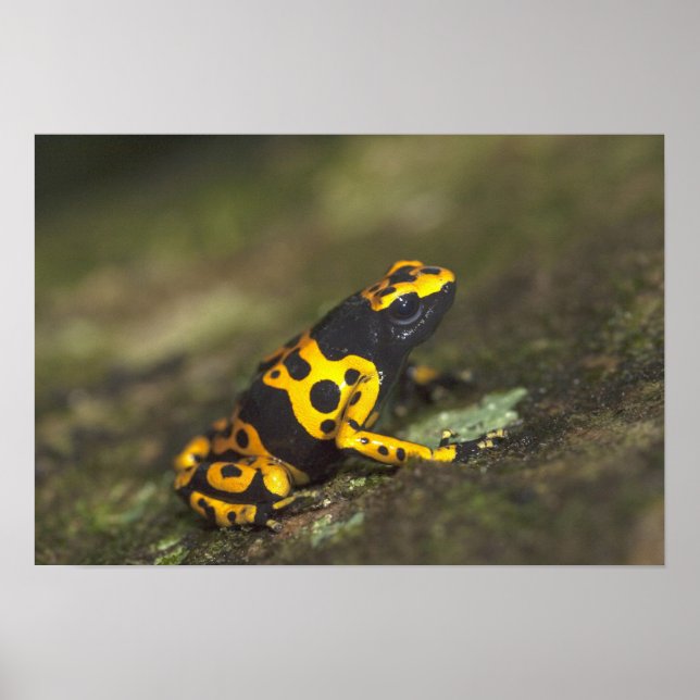 Gulbandad pilgiftsgroda Dendrobates Poster (Framsidan)