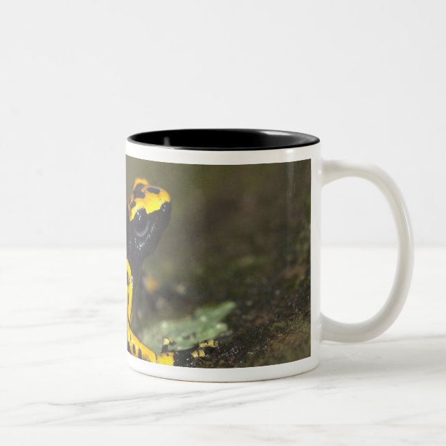 Gulbandad pilgiftsgroda Dendrobates Två-Tonad Mugg (Höger)