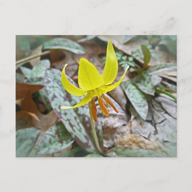 Gulbrunnsört - Erythronium americanum Vykort (Framsida)
