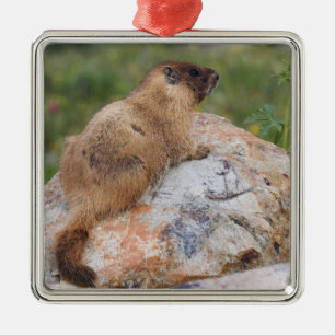Gulbukad murmeldjur, Marmota flaviventris, Julgransprydnad Metall