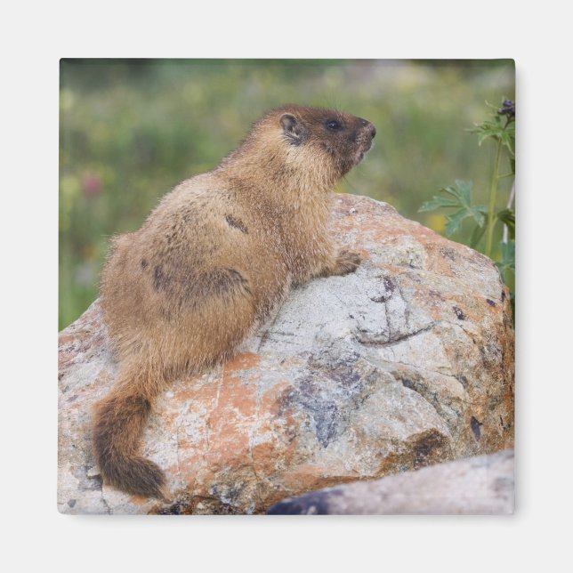 Gulbukad murmeldjur, Marmota flaviventris, Magnet (Framsidan)