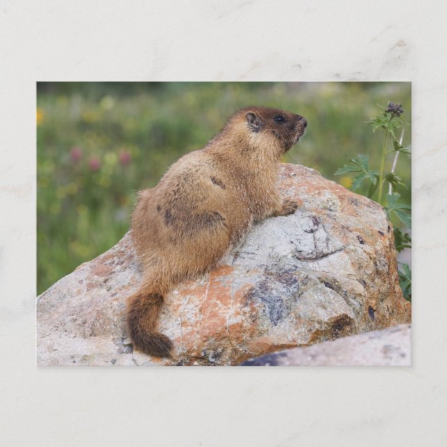 Gulbukad murmeldjur, Marmota flaviventris, Vykort (Framsida)