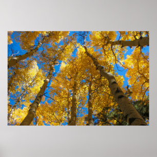 Guld- asp- Near Estes parkerar den Colorado Poster