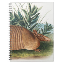 Guld Beige Nine banded Armadillo