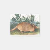 Guld Beige Nine banded Armadillo