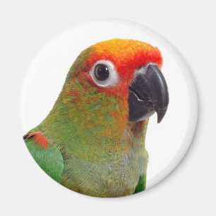 Guld--capped conure magnet