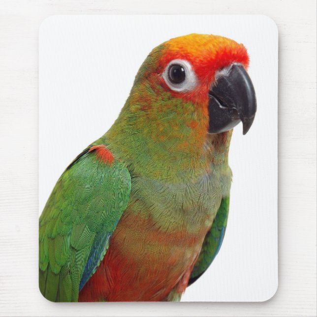 Guld--capped conure musmatta (Framsidan)