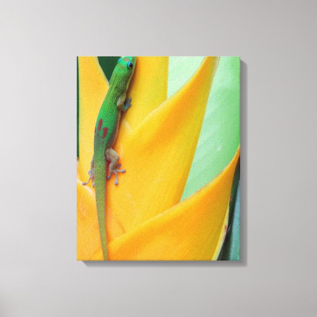 Guld dammdag Gecko på Heliconia Canvastryck (Framsida)