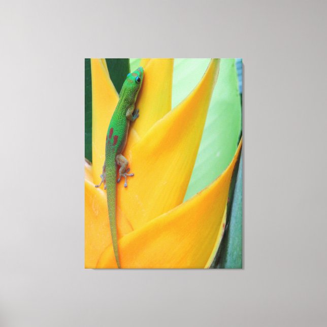 Guld dammdag Gecko på Heliconia Canvastryck (Framsida)