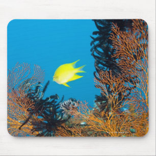 Guld- Damselfish (aureus Amblyglyphidodon) Musmatta