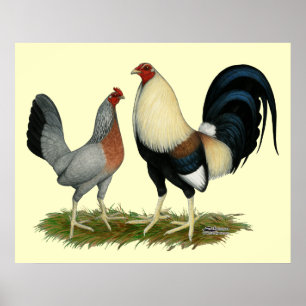 Guld- Duckwing hönor Poster