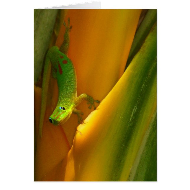Guld Dust Gecko Hälsningskort (Framsidan)