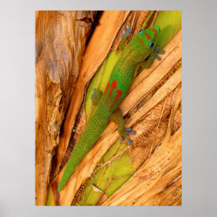 Guld Dust Gecko Poster