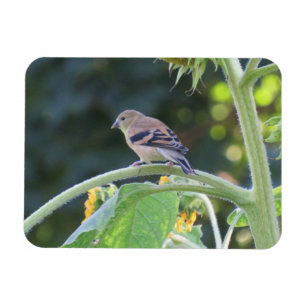 Guld Finch Female på en solrosmusnet Magnet