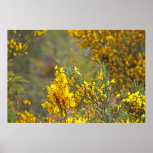 Guld- Finch och gula blommor Poster