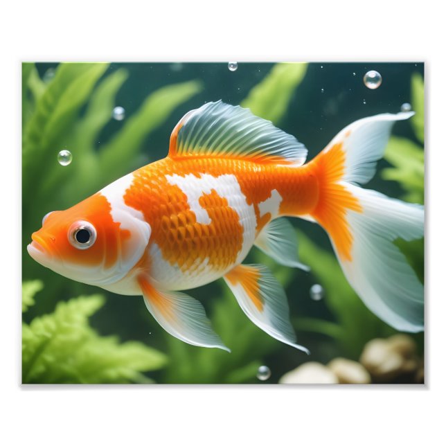 Guld fisk Foto Print (Framsidan)