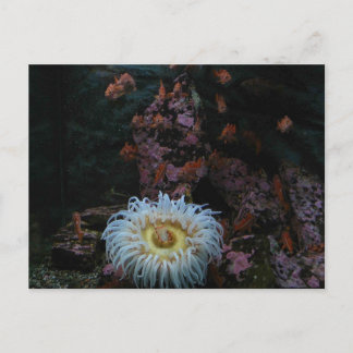 Guld Fisk och havsanemon Vykort