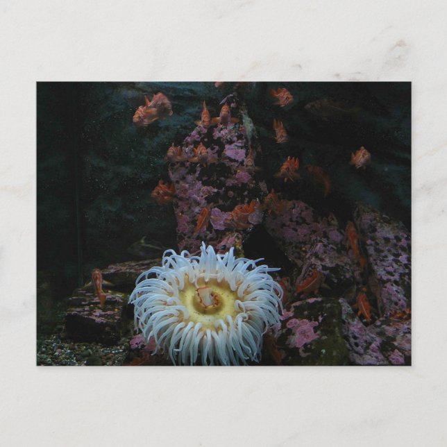 Guld Fisk och havsanemon Vykort (Framsida)