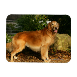 Guld- flåsa för Retriever Magnet