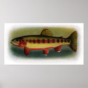 Guld- forell av vulkanbäck poster