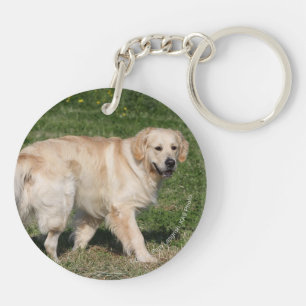 Guld- gå för Retriever