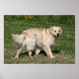 Guld- gå för Retriever Poster