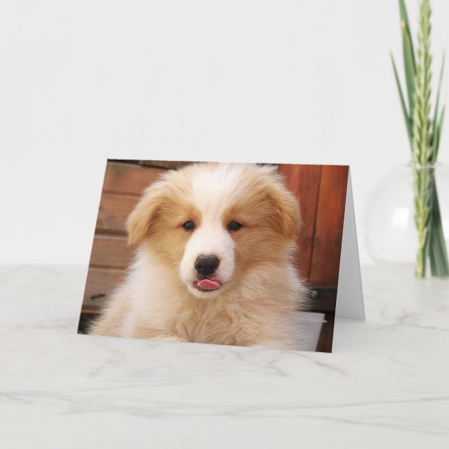 Guld Gräns Collie Valp~Notecard Kort (Framsida)
