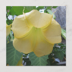 Guld- gul blomma för änglartrumpet inbjudningar