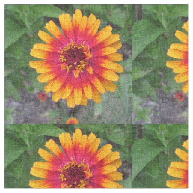 Guld- gul orange Zinniablomma Tyg (Närbild)